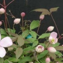 Clematis montana 'Mayleen'