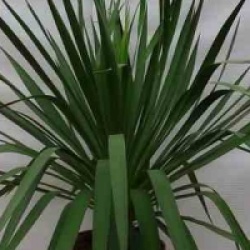 Yucca gloriosa - Yucca gloriosa