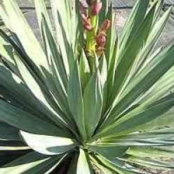 Yucca gloriosa
