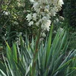 Yucca filamentosa 