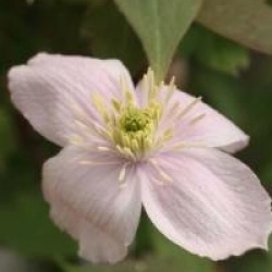 Clematis montana 'Rubens Superba'