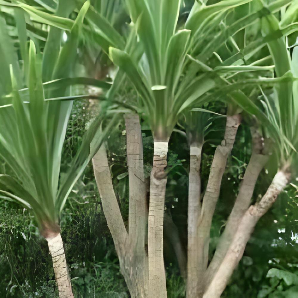 Cordyline australis  - Cordyline verte 