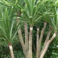 Cordyline australis  - Cordyline verte 