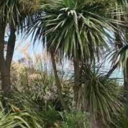 Cordyline australis 