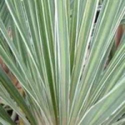 Cordyline australis 'Pink Champagne'
