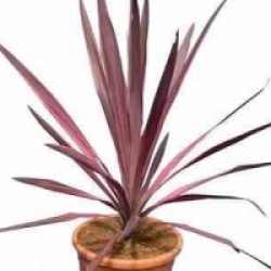 Cordyline australis 'Southern Splendor'