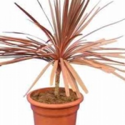 Cordyline australis 'Southern Splendor'