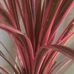 Cordyline australis 'Southern Splendor'