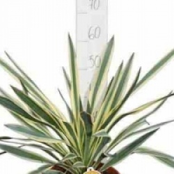 Yucca gloriosa 'Variegata'