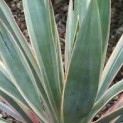 Yucca gloriosa 'Variegata'