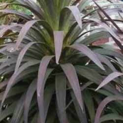 Yucca aloifolia Purpurea - Yucca � feuilles d'Alo�s