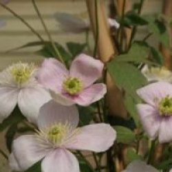 Clematis montana 'Rubens Superba'