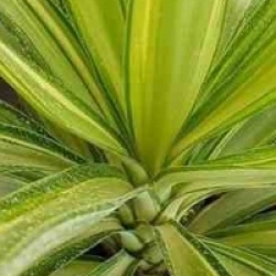 Yucca elephantipes 'Jewel'