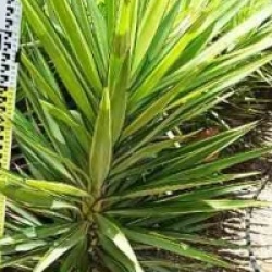 Yucca elephantipes 'Jewel'