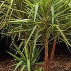 Yucca elephantipes 'Jewel'