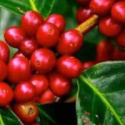 Coffea arabica