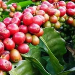 Coffea arabica