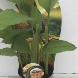 Curcuma longa turmeric