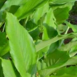 Curcuma longa turmeric