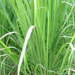 Cymbopogon citratus - Citronnelle