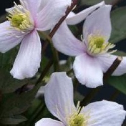 Clematis montana 'Rubens Superba'