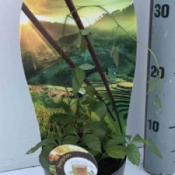 Gynostemma pentaphyllum