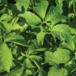 Gynostemma pentaphyllum - Th� de l'immortalit�, Jiaogulan