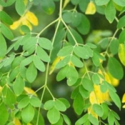 Moringa oleifera