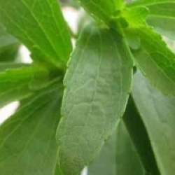 Chanvre d'eau, Herbe sucr�e