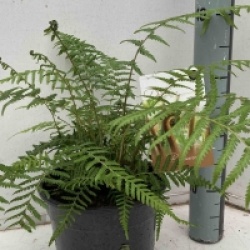 Dicksonia antartica