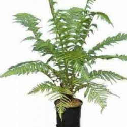 Dicksonia antartica