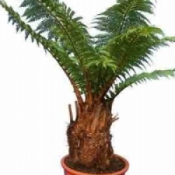 Dicksonia antartica