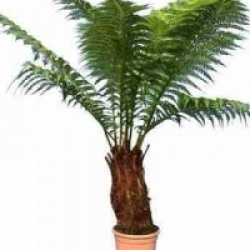 Dicksonia antartica