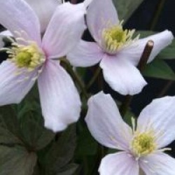 Clematis montana 'Rubens Superba'
