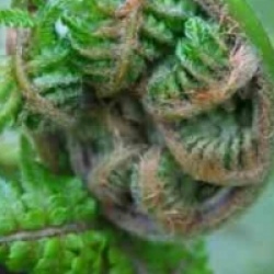 Dicksonia antartica