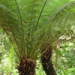 Dicksonia antartica