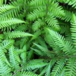 Foug�re arborescente de Tasmanie