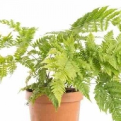 Dryopteris erythrosora 