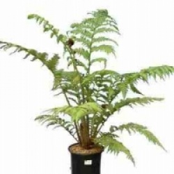 Cyathea cooperi