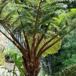 Cyathea cooperi
