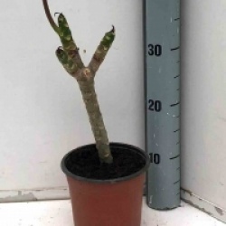 Plumeria rubra 'Divine'