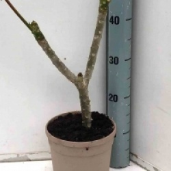 Plumeria rubra 'Divine'