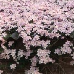 Cl�matite � petites fleurs Tetrarose