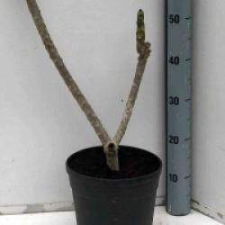 Plumeria rubra 'Divine'