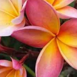 Plumeria rubra 'Divine' - Frangipanier Divine