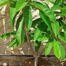 Plumeria rubra 'Celadine'