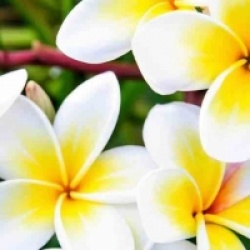 Plumeria rubra 'Celadine' - Frangipanier Celadine