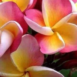 Plumeria rubra 'Sang-Arun'