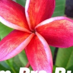 Plumeria rubra 'Som-Pra-Ruay'