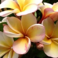 Frangipanier Dwarf Yellow